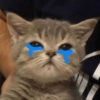 Gatinhos de humor 10