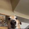 Perros XD 8🤣 14