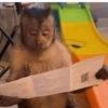 Lindos animalitows 15
