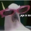 @HARLEY STICKERS JAJA SI SOI