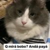 Q mirá bobo? Andá payá