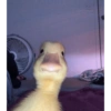 Patinho ♥️🦆 11
