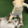 Te amo