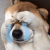 Shibainuu 12