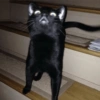 Crazy cats 1 27