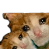 Gatos Llorando 17