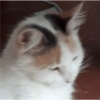 Pack de gatita graciosa 29