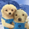 🐶🐕Dogs Reactions🐕🐶 12