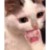 Cats random 25