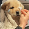 🐶🐕Dogs Reactions🐕🐶 6