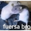 fuersa bro