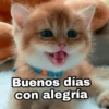 Buenos días @Harley Stickers con