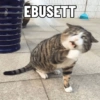 EBUSETT