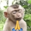 MÓ MICO 6