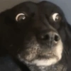 REAGINDO COM MEMES 15