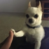 🐶🐕Dogs Reactions🐕🐶 20