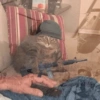 Crazy cats 1 17