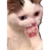 Animals random 21