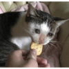 Gatos tristes 11