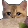 Gatos Llorando 12