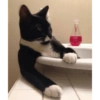 Crazy cats 1 12