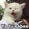 Ya tu sabes