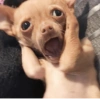 🐶🐕Dogs Reactions🐕🐶 17