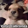 Volví Cabrones
