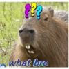 ??? what bro
