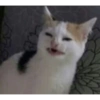 Gatos xd jajaj😂 13