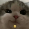 Gatitos Memes😺✨💕5 10