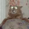 Crazy cats 1 28