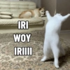 IRI WOY IRIIII