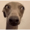 Dog reaction anjing 😈 8