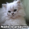 Nadie te preguntó