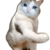 Gatos Llorando 26