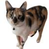 Gata 2 12