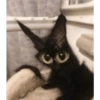 Gatos negros muy negros 10