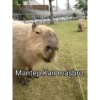 Mantep Kan masbro