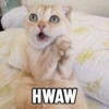 HWAW