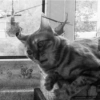 Crazy cats 1 18