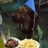Memes de parabéns 🥳 9