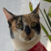 Gata 2 10