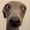 🐶🐕Dogs Reactions🐕🐶 24