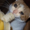 Gatitos tristes 20