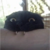 Gatitos Reacciones #3🐾 9