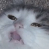 Gatitos tristes 11