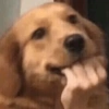 REAGINDO COM MEMES 9