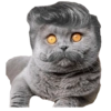 Dogs and Cats 12