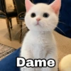 Dame